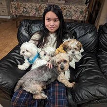 Person sitting on couch with multiple dogs on lap.